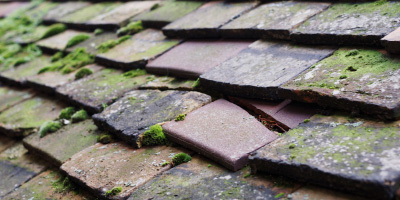 Shelton roof repair costs